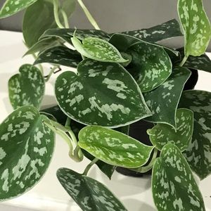 Satin Pothos Cuttings